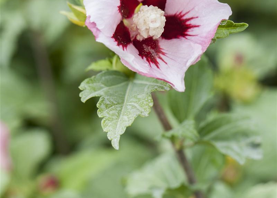 Hibiscus syriacus Hamabo