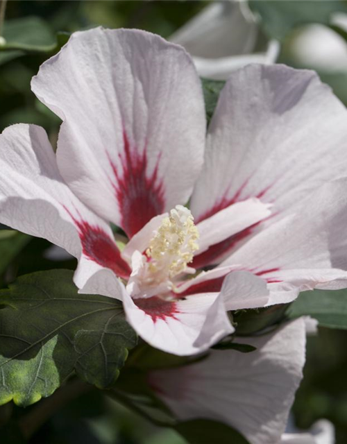 Hibiscus syriacus Hamabo