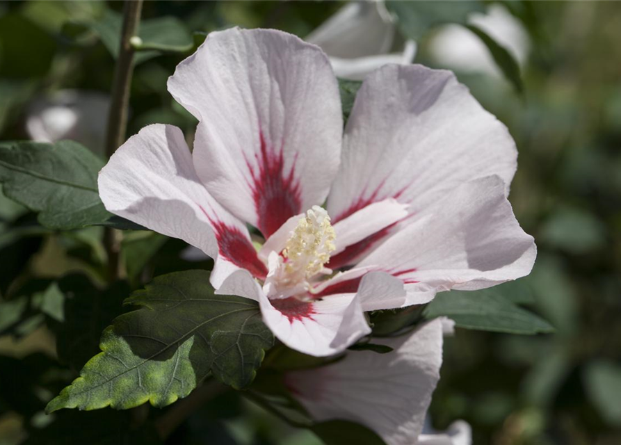 Hibiscus syriacus Hamabo