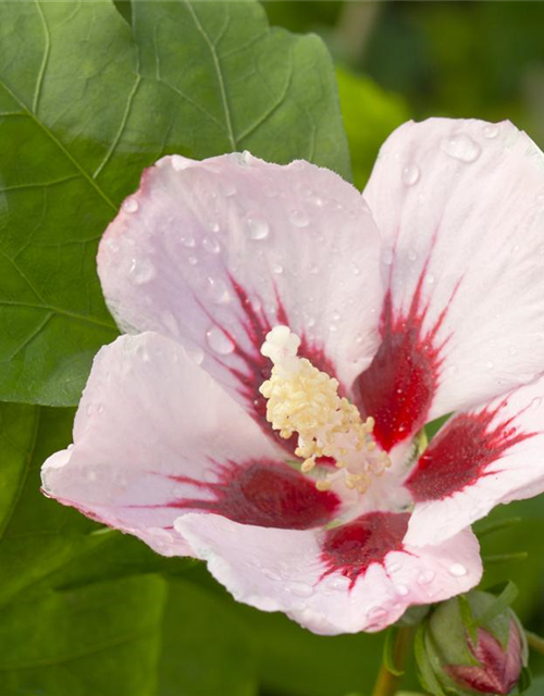 Hibiscus syriacus Hamabo