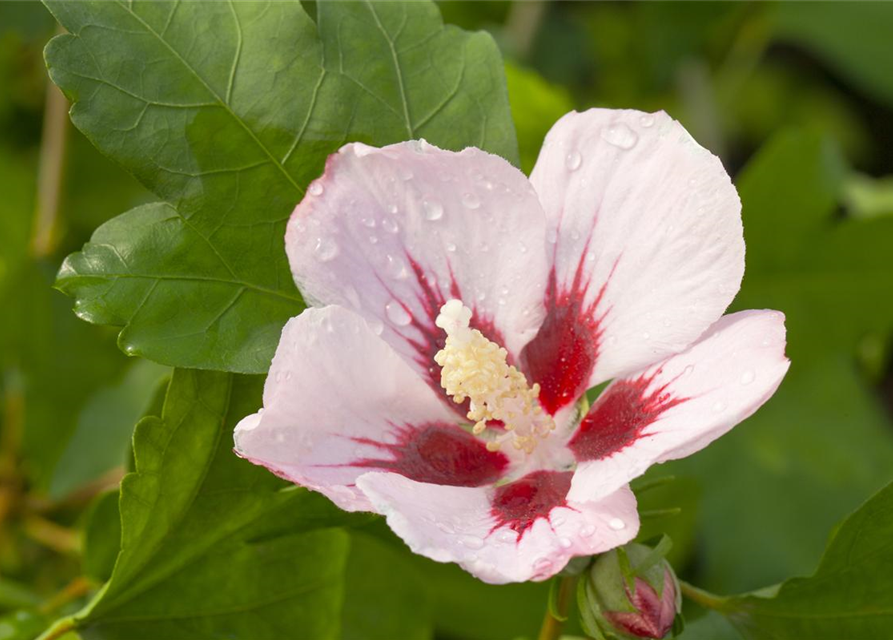 Hibiscus syriacus Hamabo