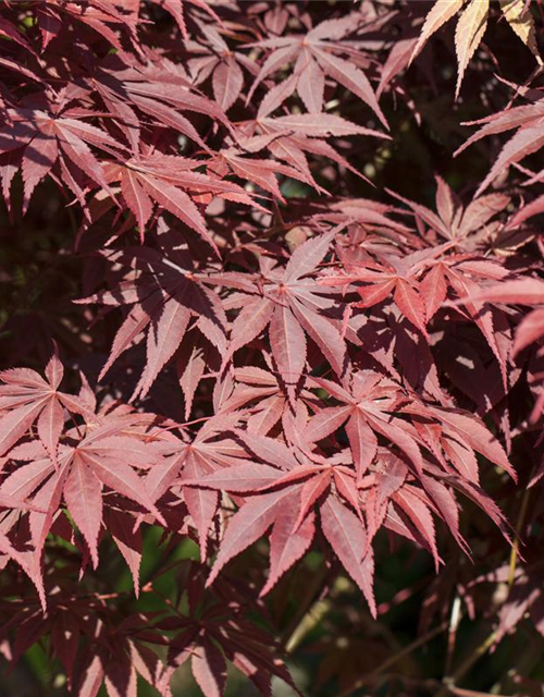 Acer palmatum Bloodgood