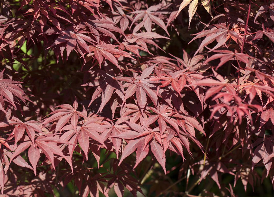 Acer palmatum Bloodgood