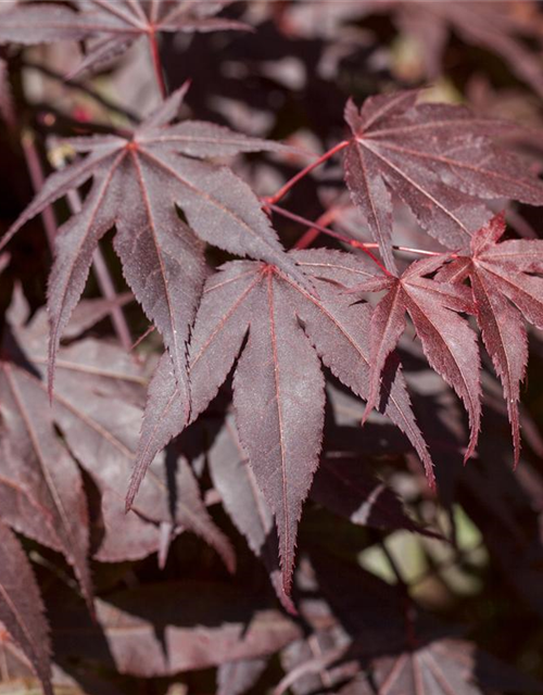 Acer palmatum Bloodgood