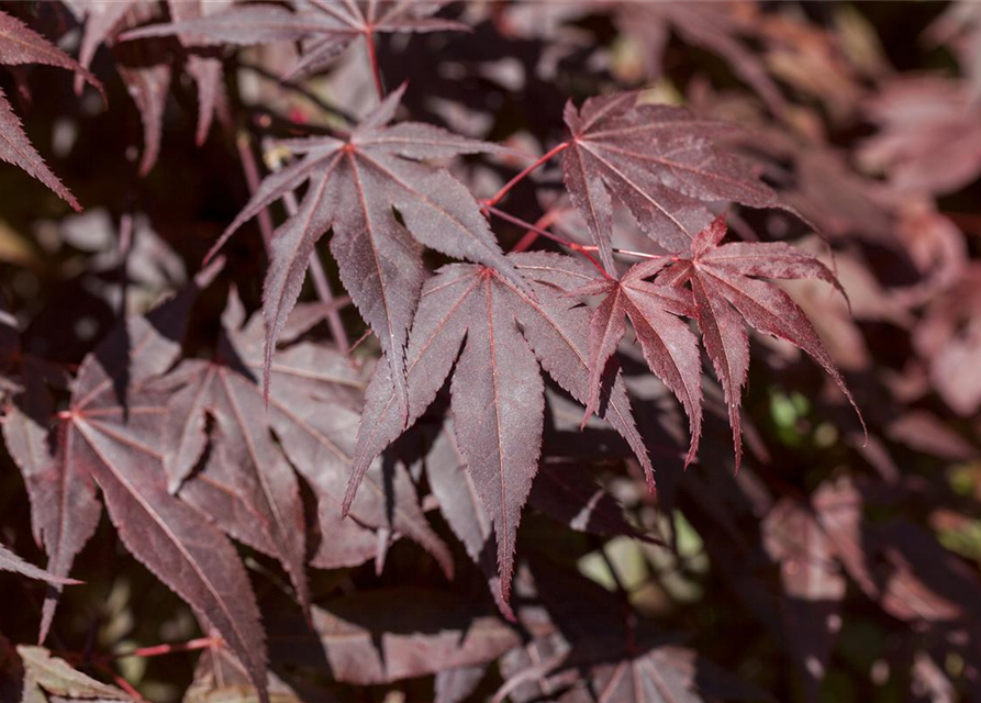 Acer palmatum Bloodgood