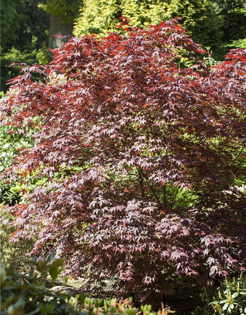 Acer palmatum Bloodgood