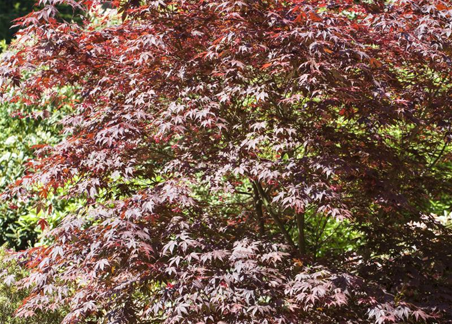 Acer palmatum Bloodgood