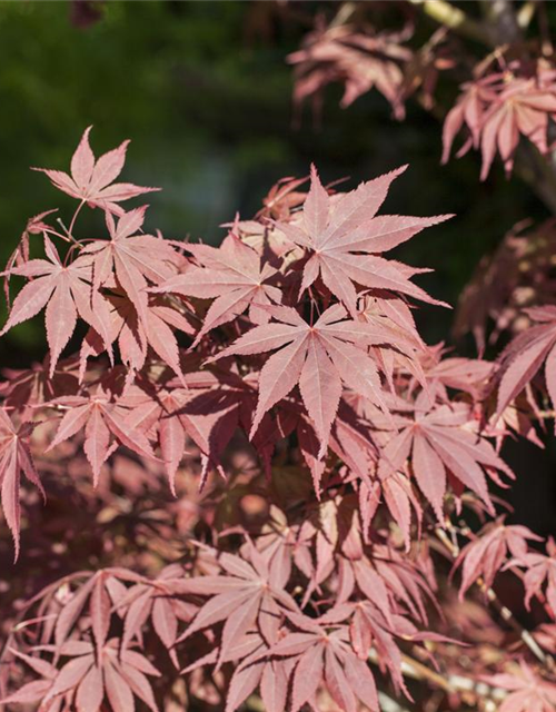 Acer palmatum Bloodgood