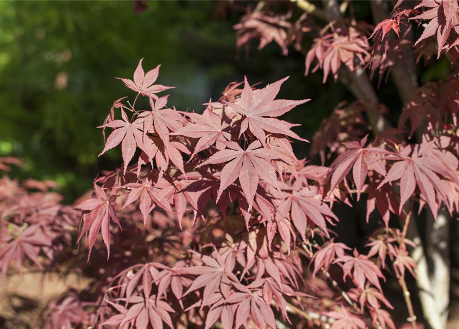 Acer palmatum Bloodgood