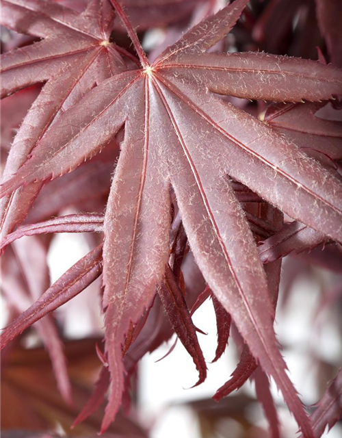 Acer palmatum Bloodgood