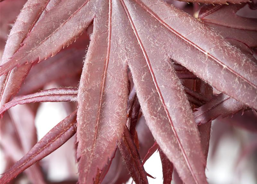 Acer palmatum Bloodgood