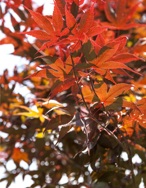 Acer palmatum Bloodgood