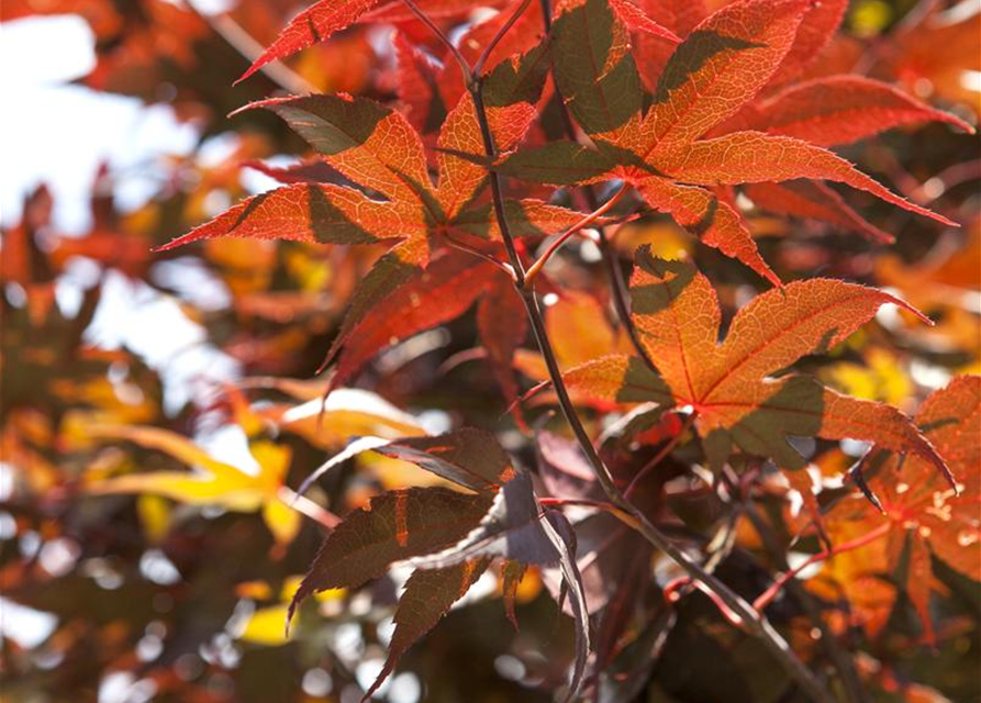 Acer palmatum Bloodgood