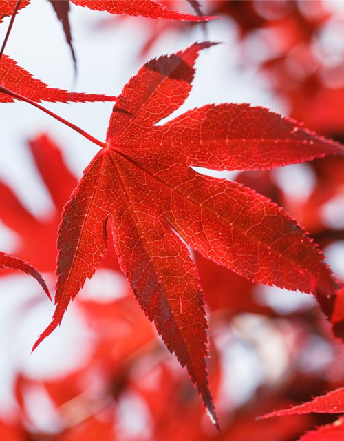 Acer palmatum Bloodgood