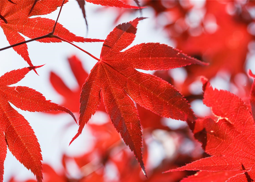 Acer palmatum Bloodgood