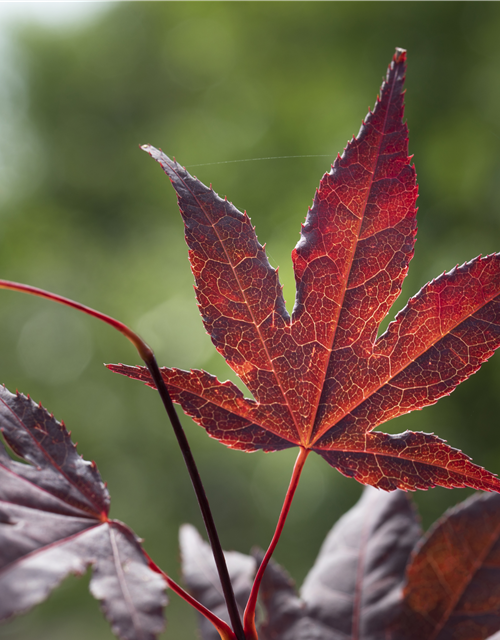 Acer palmatum Bloodgood