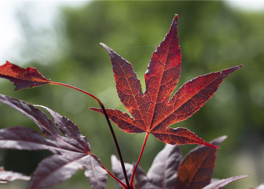 Acer palmatum Bloodgood