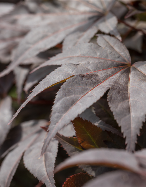 Acer palmatum Bloodgood