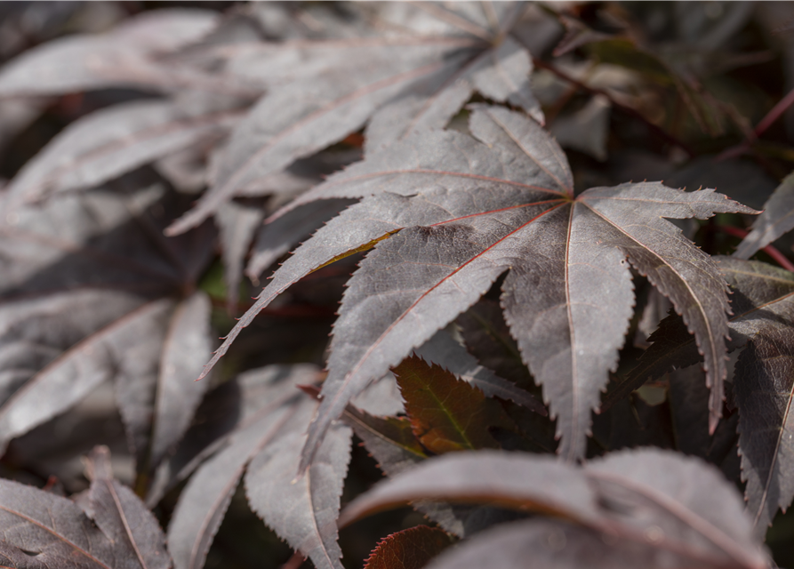 Acer palmatum Bloodgood