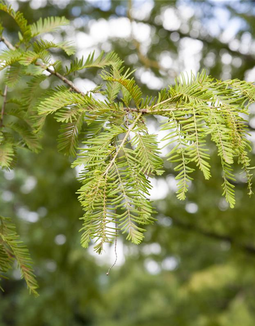 Metasequoia glyptostroboides