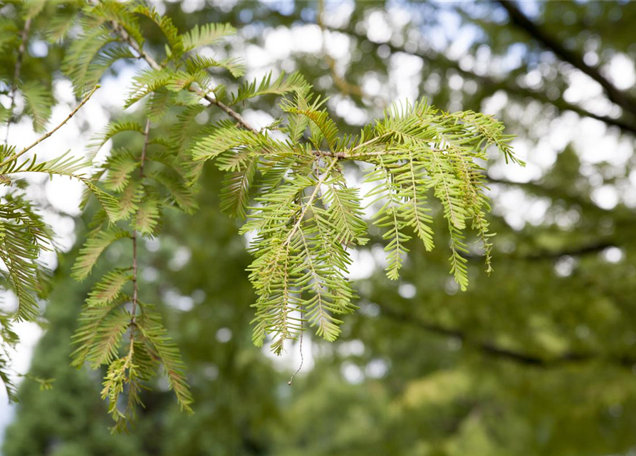 Metasequoia glyptostroboides