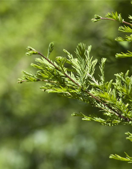 Metasequoia glyptostroboides