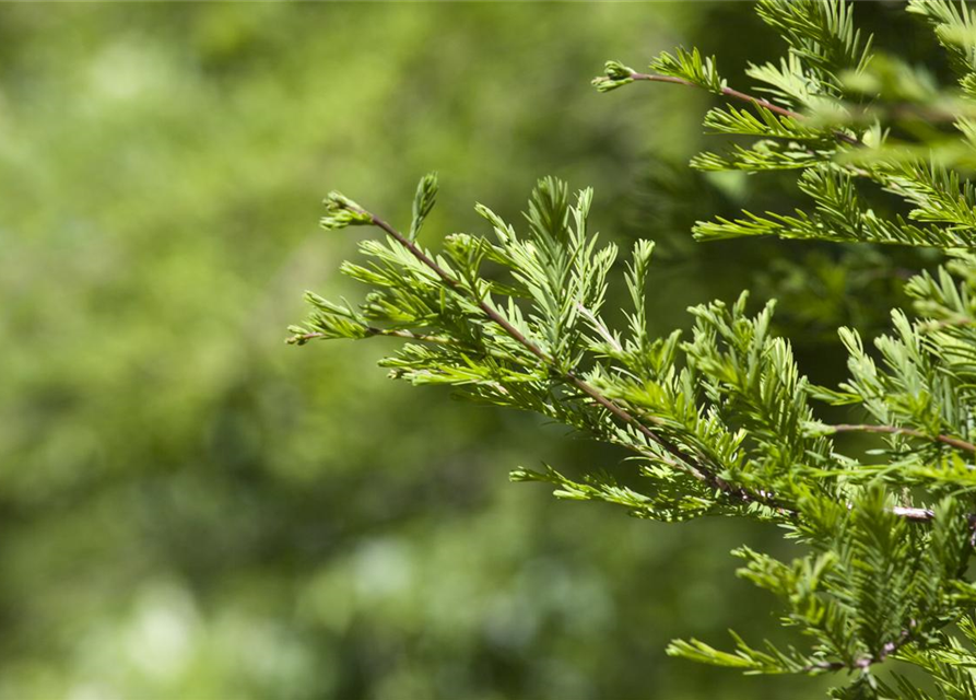 Metasequoia glyptostroboides