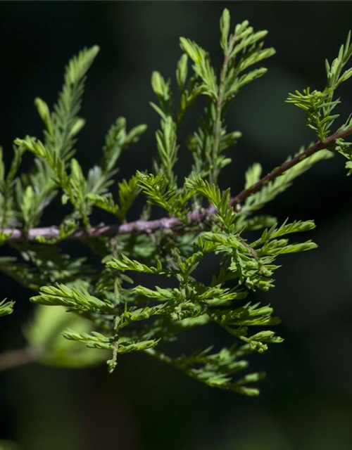 Metasequoia glyptostroboides