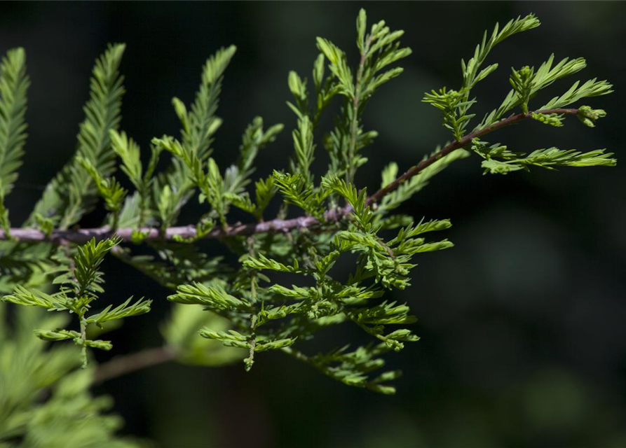 Metasequoia glyptostroboides