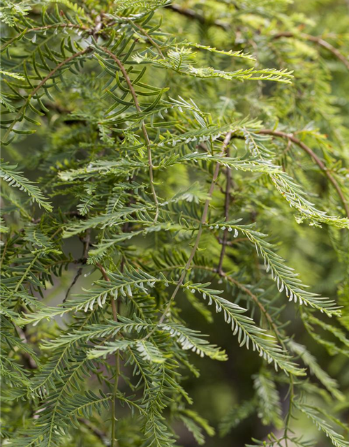 Metasequoia glyptostroboides