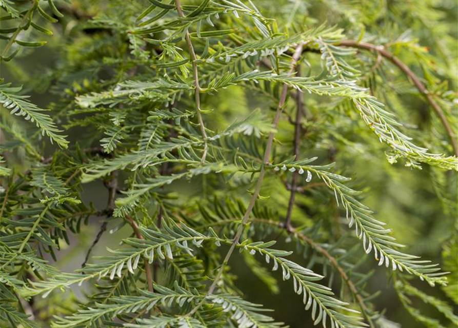 Metasequoia glyptostroboides