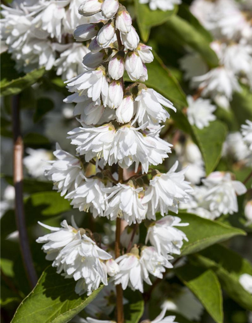 Deutzia scabra Plena