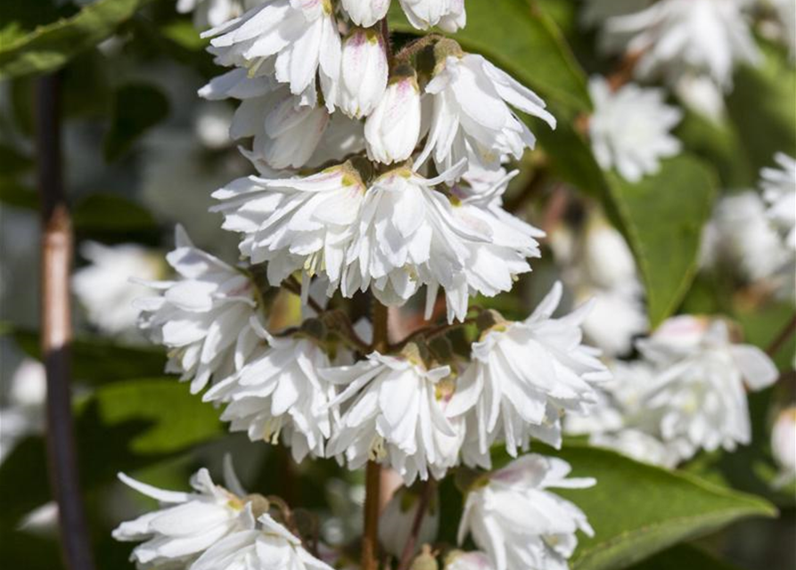 Deutzia scabra Plena