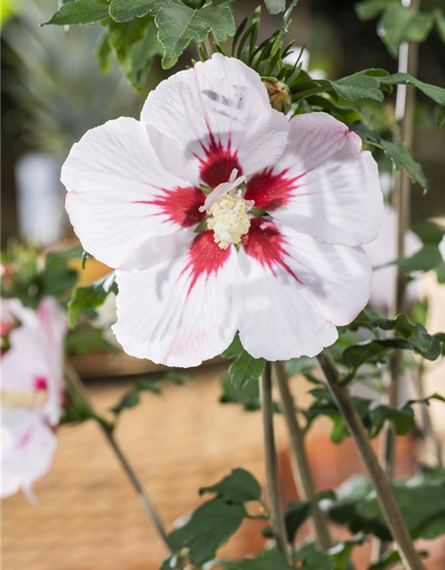 Hibiscus syriacus Helene