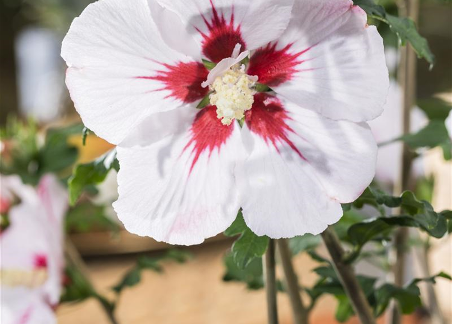 Hibiscus syriacus Helene