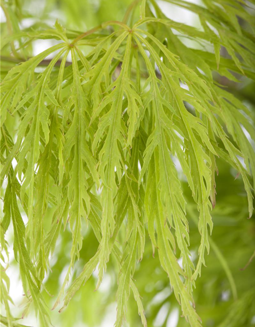 Acer palmatum Dissectum