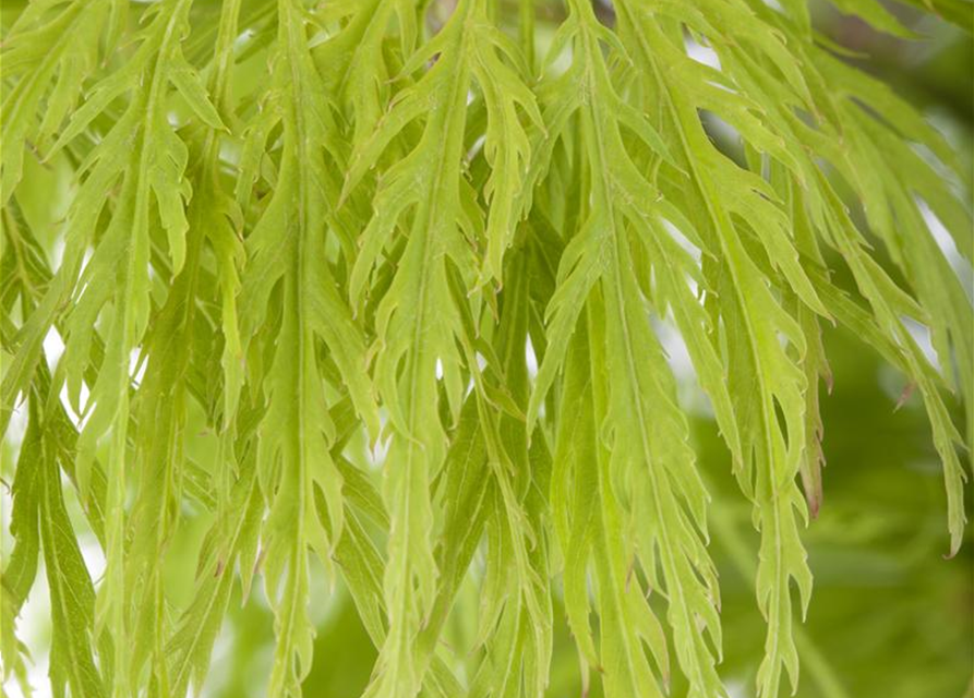 Acer palmatum Dissectum