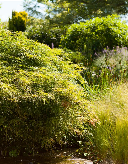 Acer palmatum Dissectum