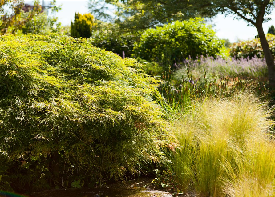 Acer palmatum Dissectum