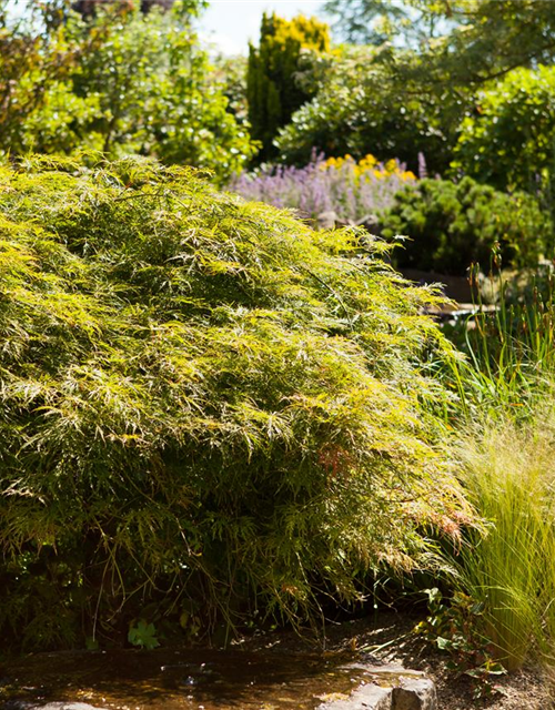 Acer palmatum Dissectum