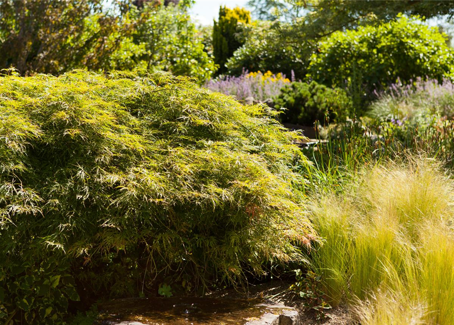 Acer palmatum Dissectum