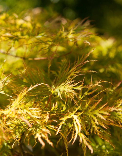 Acer palmatum Dissectum