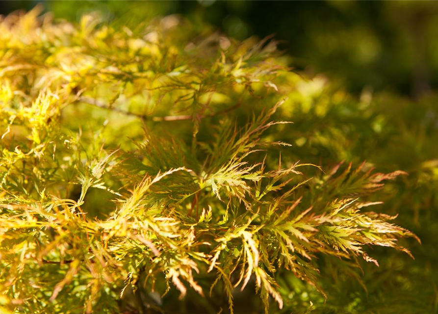 Acer palmatum Dissectum