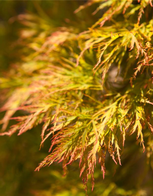 Acer palmatum Dissectum