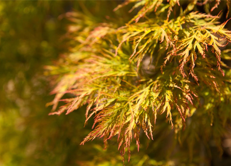 Acer palmatum Dissectum