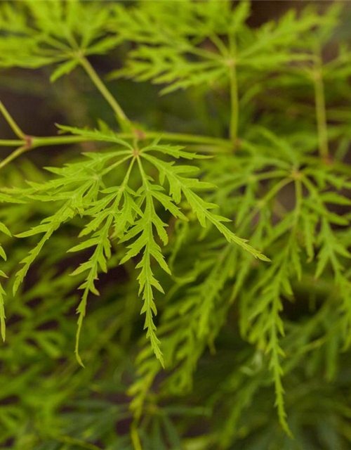 Acer palmatum Dissectum