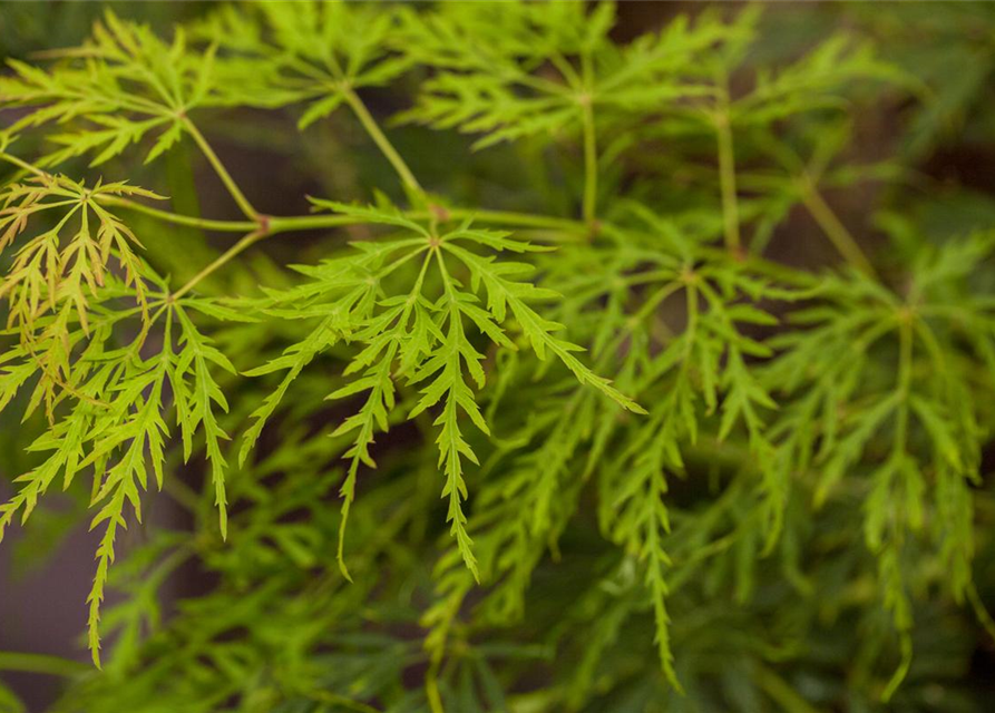 Acer palmatum Dissectum