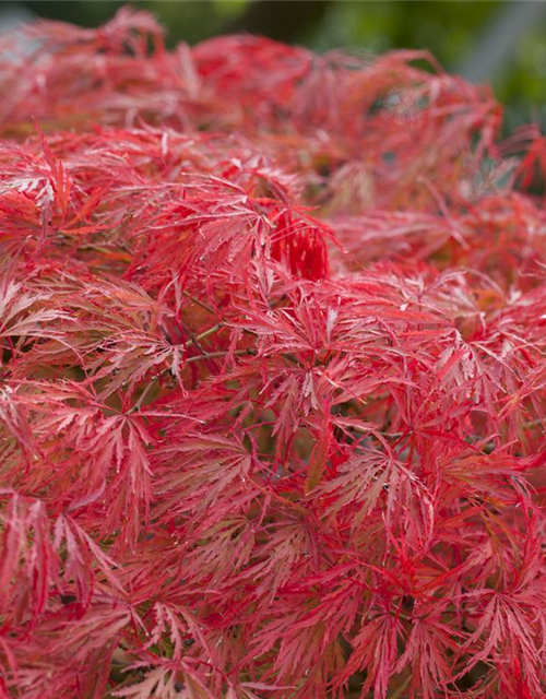 Acer palmatum Dissectum