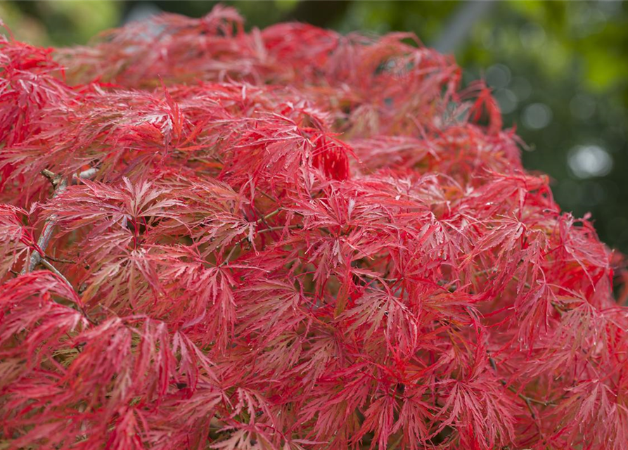 Acer palmatum Dissectum