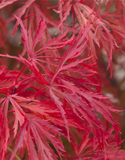 Acer palmatum Dissectum